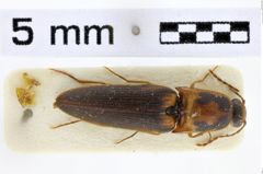 Foto (Dorsalansicht) von Megapenthes funebrioides (Schimmel, 2004)